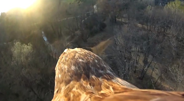 Flying eagle POV
