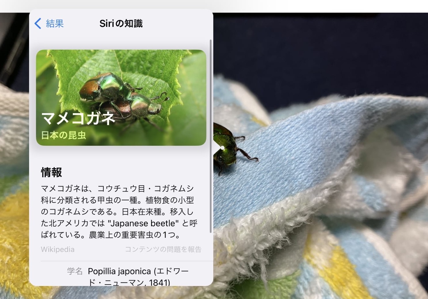 IOS iPadOS image recognition 01